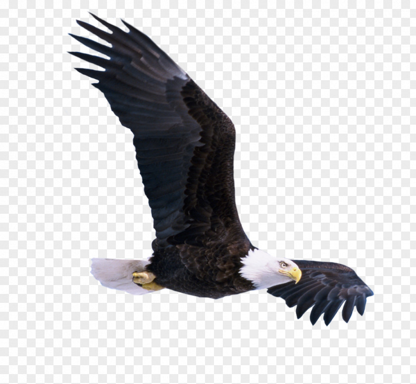 Flying Eagle Bird Bald PNG