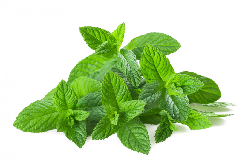 Pepermint Mentha Spicata Water Mint Pennyroyal Peppermint Leaf PNG