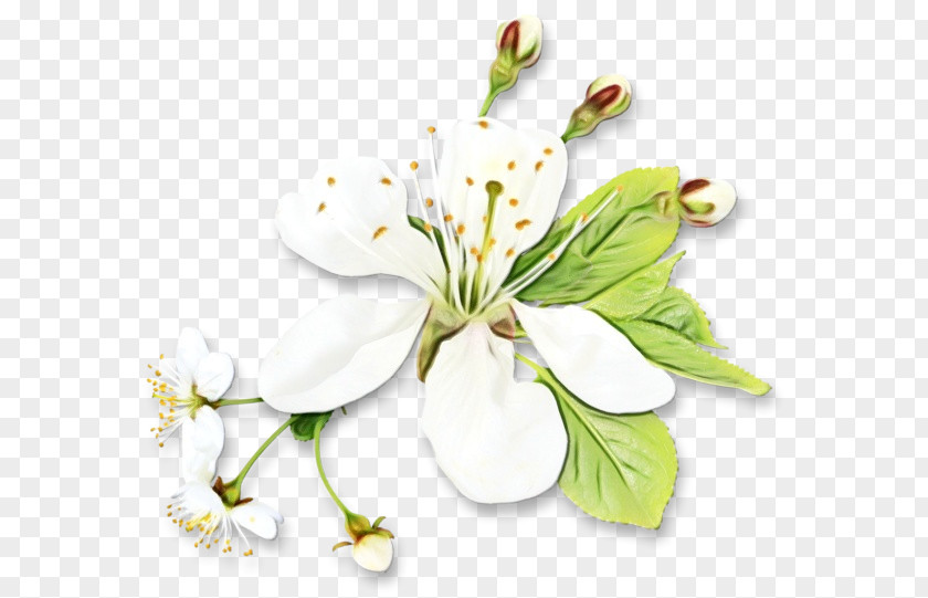 Stargazer Lily Wildflower Cherry Blossom Flower PNG