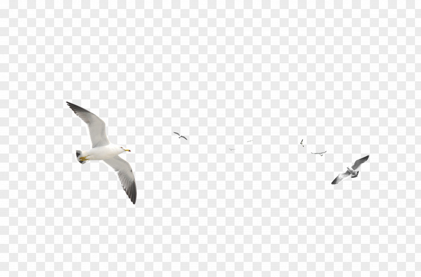 European Herring Gull Gulls Bird PNG