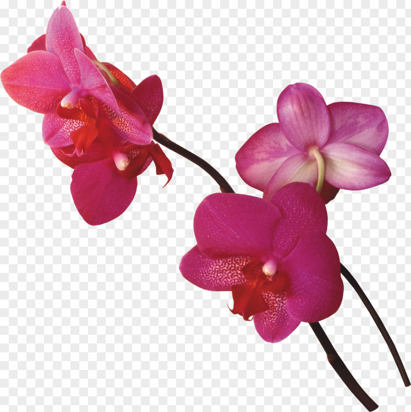 Gladiolus Flower Clip Art PNG