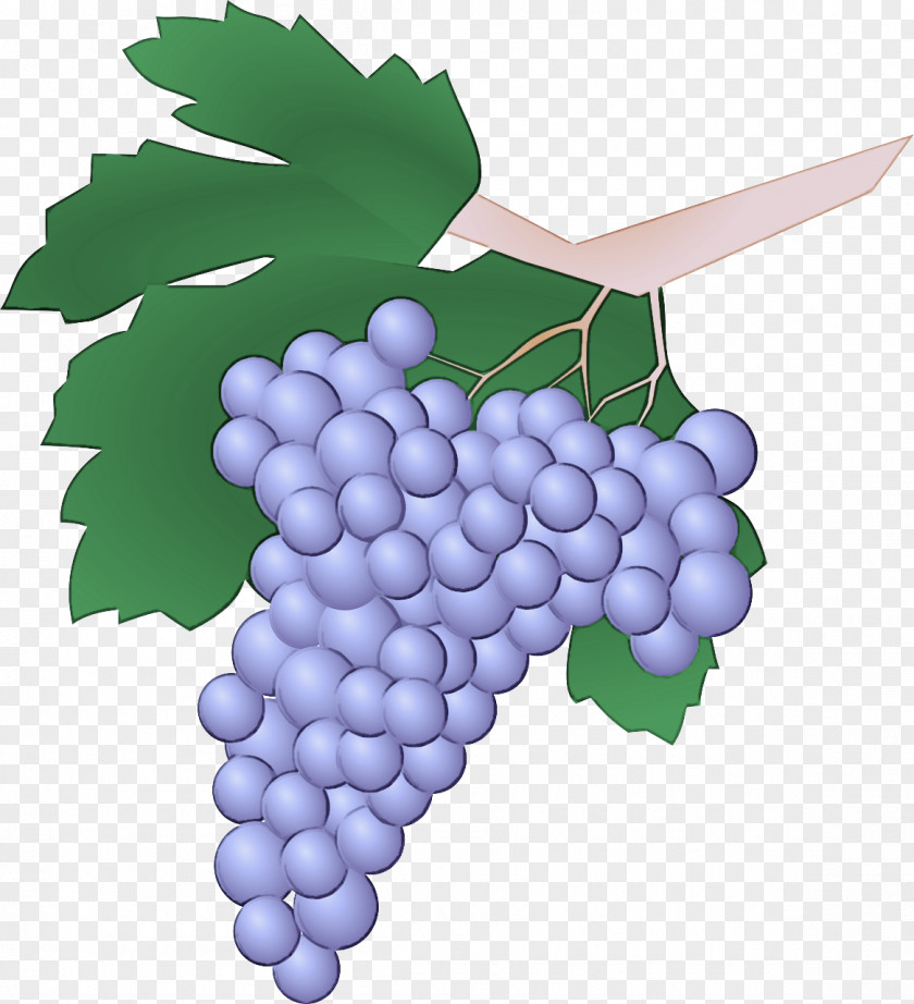 Grape Leaves Seedless Fruit Grapevine Family Vitis PNG