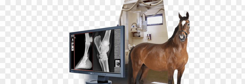 Horse Veterinarian Veterinary Medicine Digital Radiography PNG