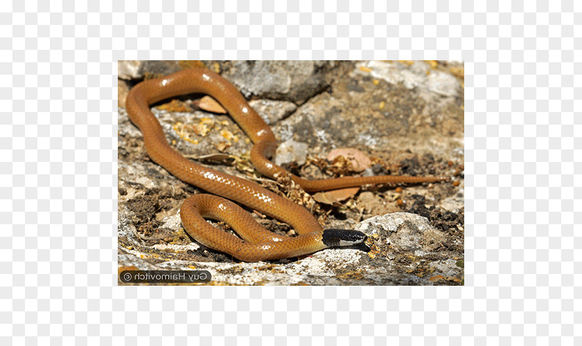 Kingsnakes Terrestrial Animal PNG