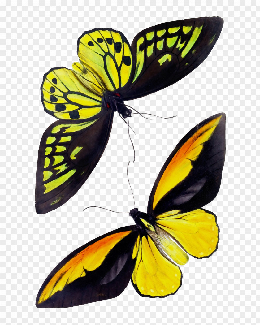 Monarch Butterfly PNG