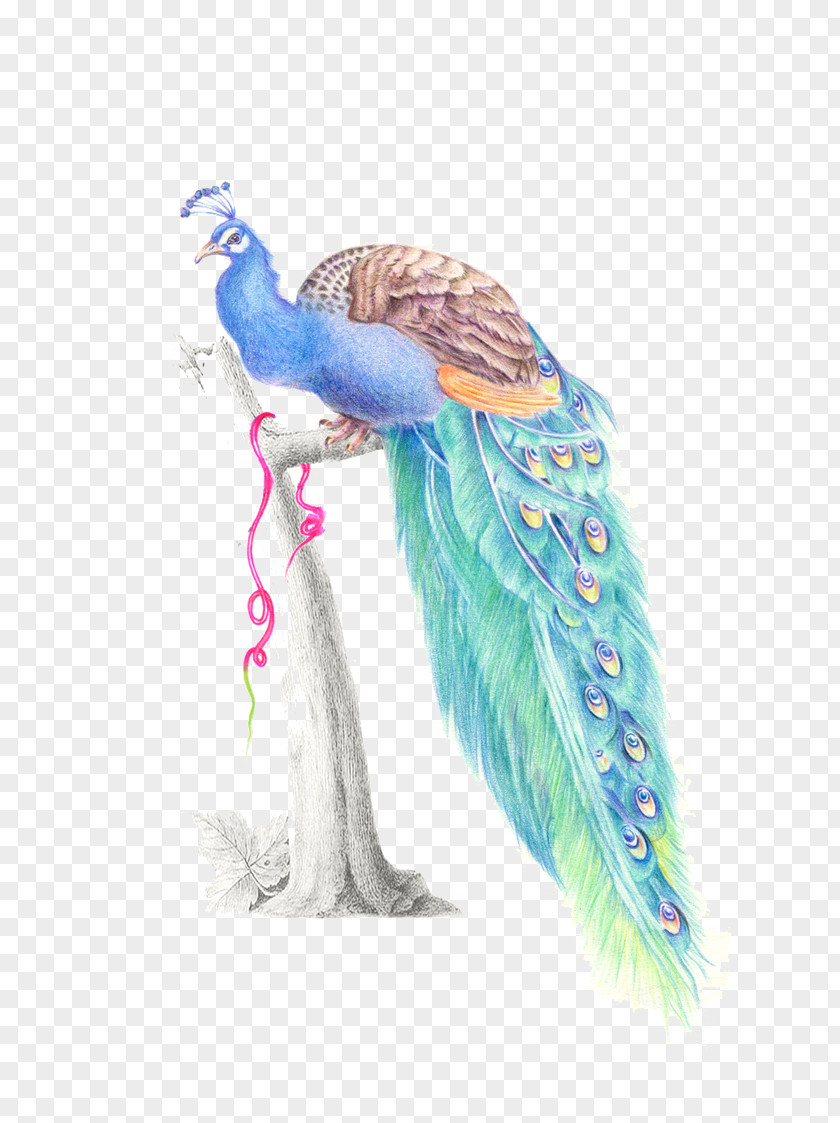 Peacock Feather Watercolor Painting Peafowl PNG
