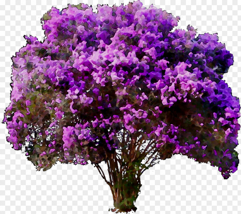 Vervain Lavender If You Wanna Stay Shrub Plants PNG