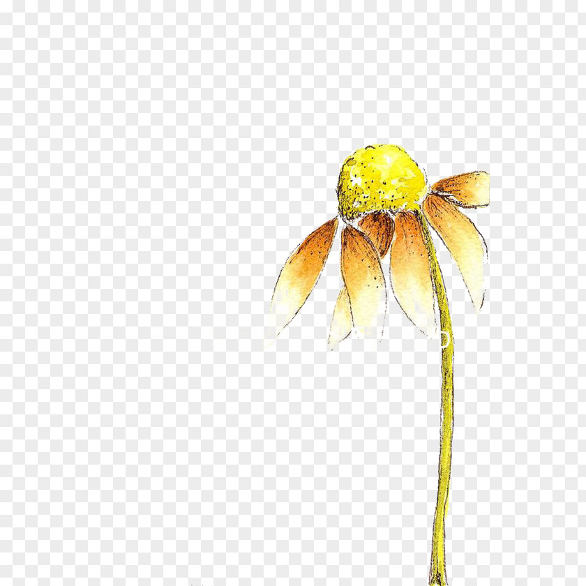 Blight Design Element Petal Flower Image Drawing PNG