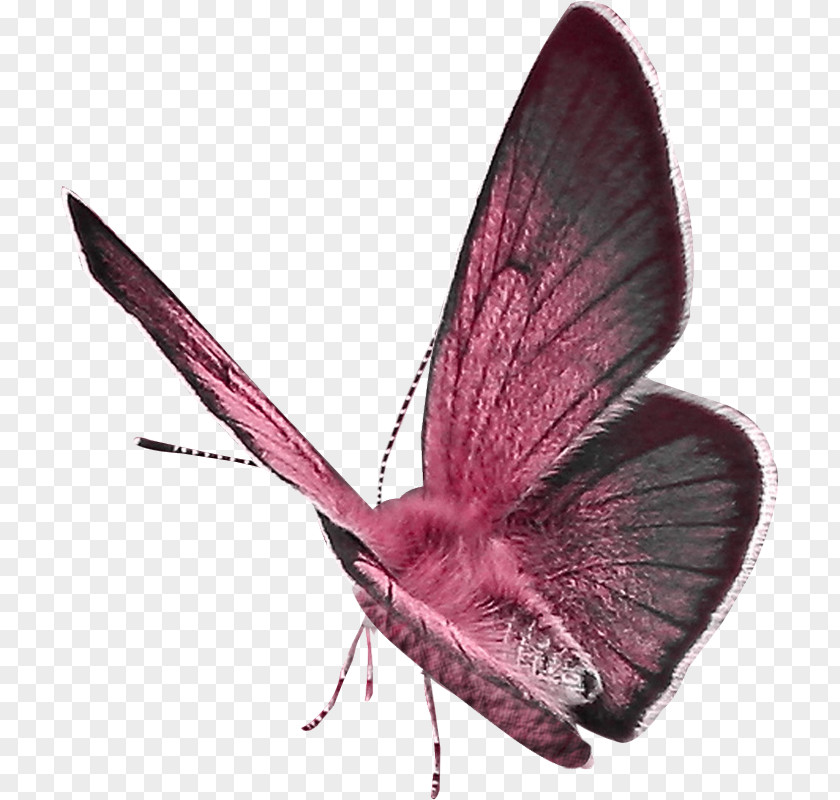 Butterfly Image Drawing Illustration PNG