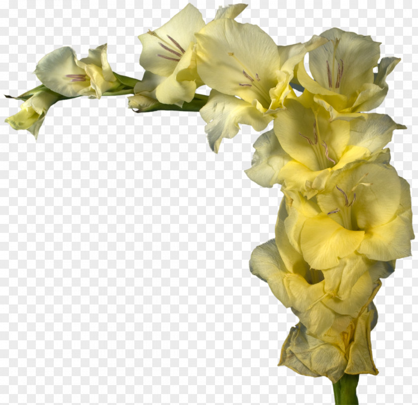 Gladiolus Cut Flowers Yellow Floral Design PNG