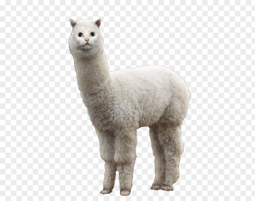 Llama Alpaca Cat Animal PNG