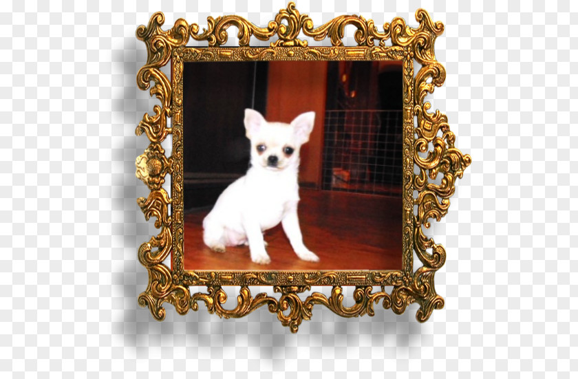 Puppy Chihuahua Dog Breed Picture Frames Toy PNG