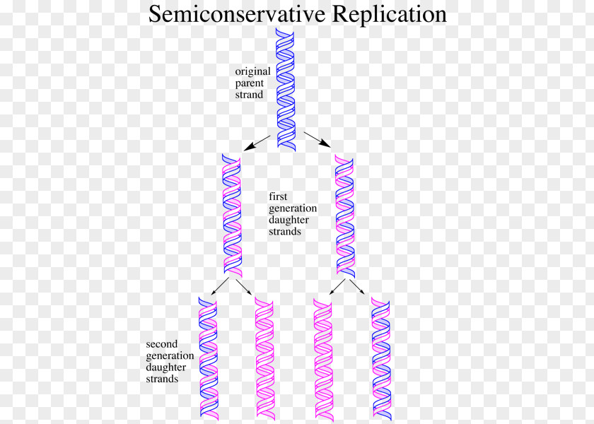Semiconservative Replication DNA Nucleic Acid Meselson–Stahl Experiment PNG