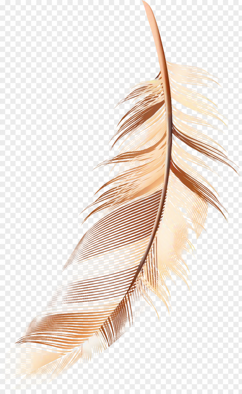 Tail Natural Material Writing Cartoon PNG