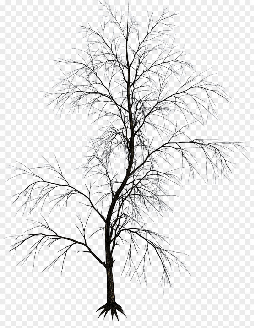 African Tree Black And White Twig Aesthetics Image Drawing PNG