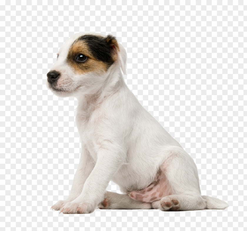 Cute Dog Jack Russell Terrier Puppy Parson Miniature Fox American Bulldog PNG