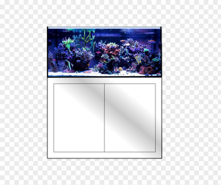 Dreams Filter Aquarium Picture Frames PNG