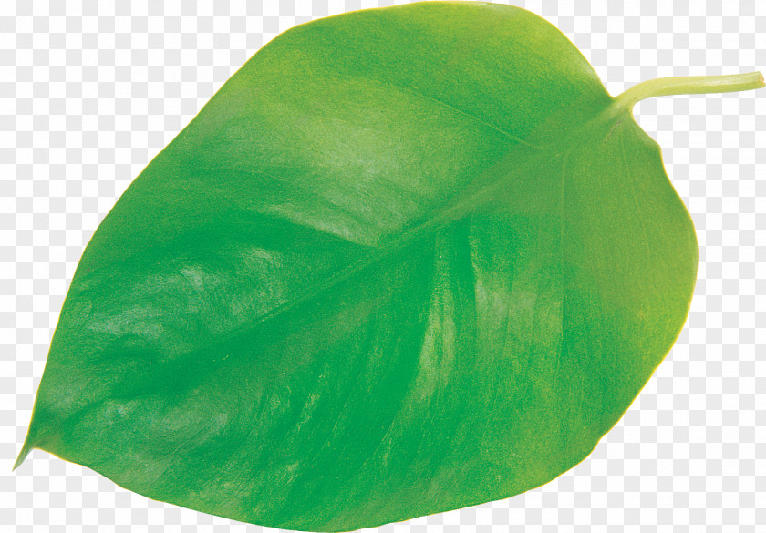 Eucalyptus Leaf Plant PNG