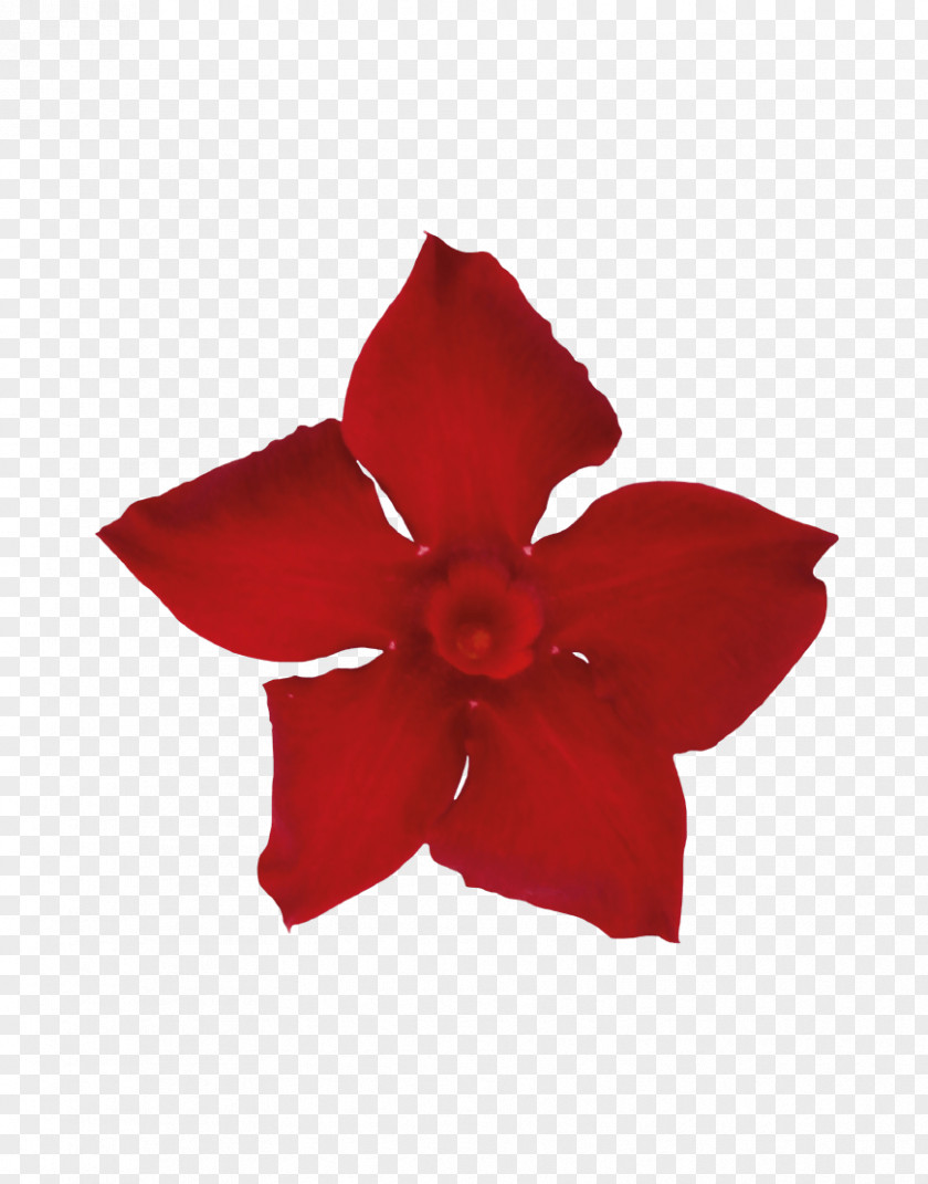 Mandevilla Sanderi Rocktrumpet Petal Cut Flowers Sorting Algorithm PNG