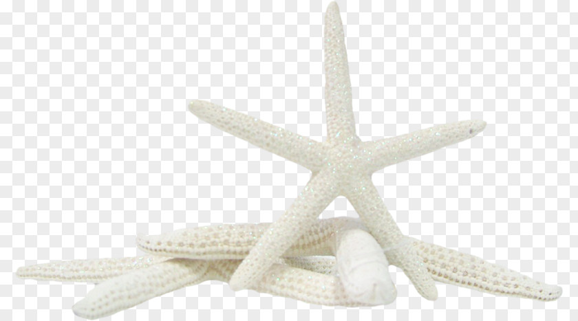 Starfish PNG clipart PNG