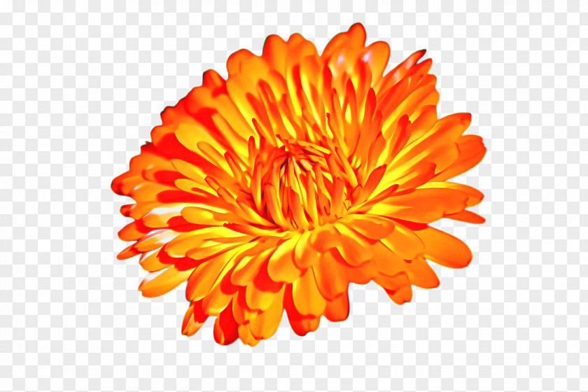 Dahlia Daisy Family Flowers Background PNG