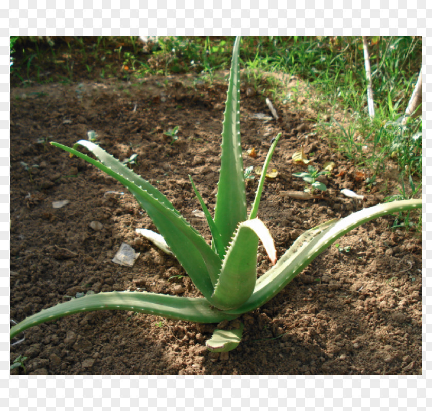 Vera Aloe Succulent Plant Gel Medicinal Plants PNG