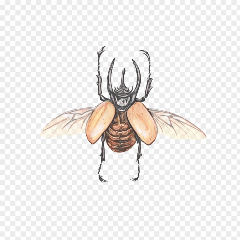 Fly Pest Insect Cartoon Wing House Drawing PNG