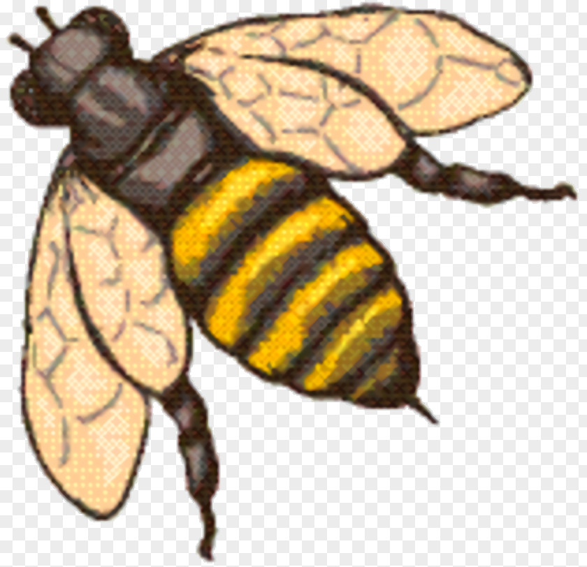 Wasp Bumblebee Bee Background PNG