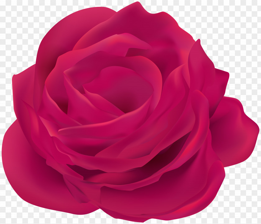 Rose Pink Garden Roses Cabbage Blue Red PNG
