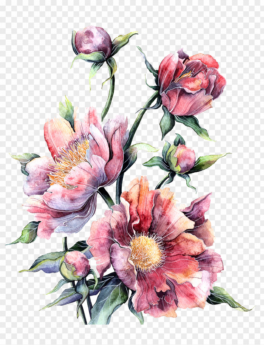 Watercolor Pink Peony In Full Bloom Flower Painting Floral Design Printing PNG