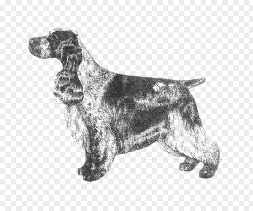 English Springer Spaniel Field Cocker Russian Setter PNG