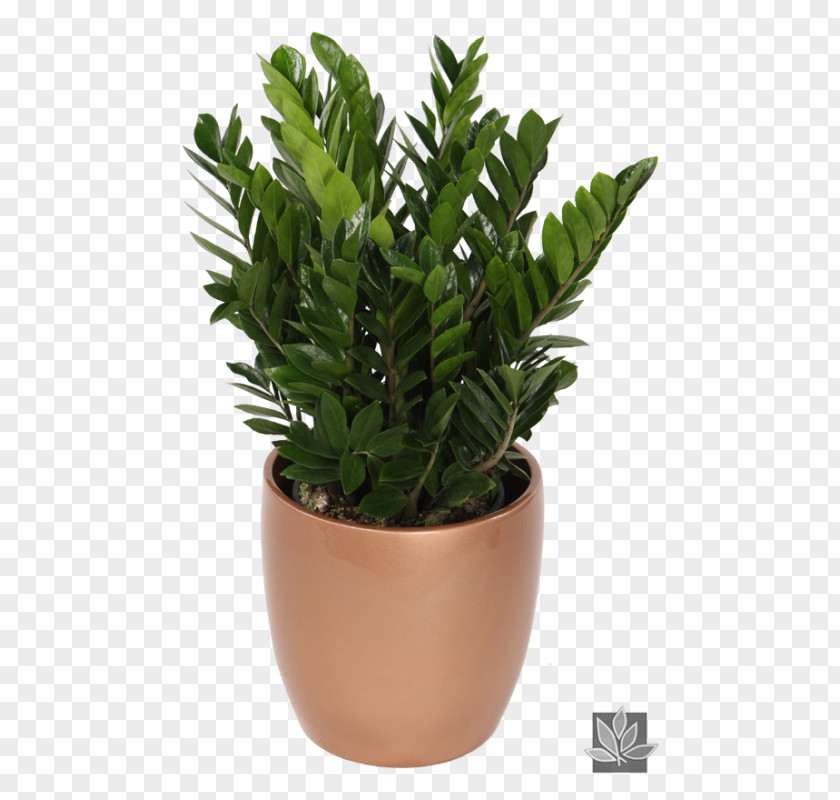 Jade Money Tree Care Zamioculcas Zamiifolia Indoor Plants Houseplant Natura PNG