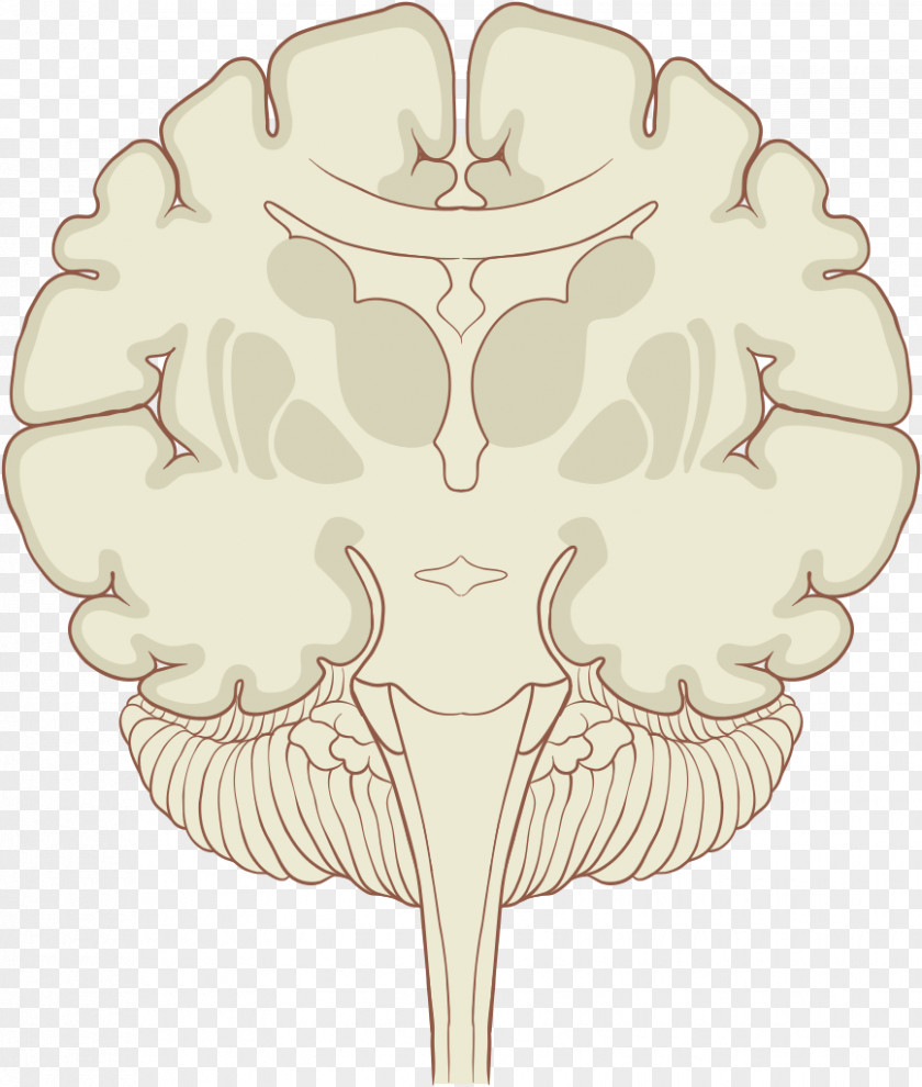 Medical Medicine Human Brain Proteome Coronal Plane Subthalamic Nucleus PNG