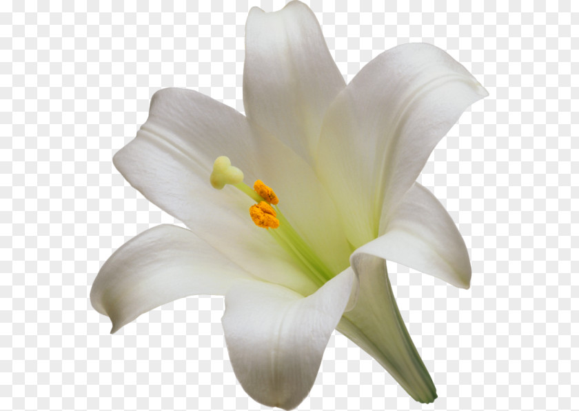 A Lily Easter Lilium Candidum Tiger Flower Liliaceae PNG