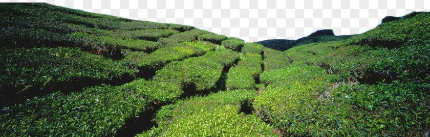 Green Tea Field Garden PNG