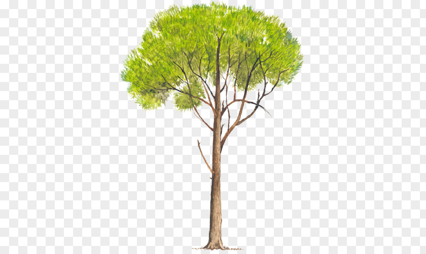 Tree Pinus Radiata Elliottii Pseudostrobus Patula PNG