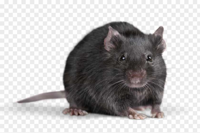Flea Rat Mouse Rodent Cockroach Insect PNG