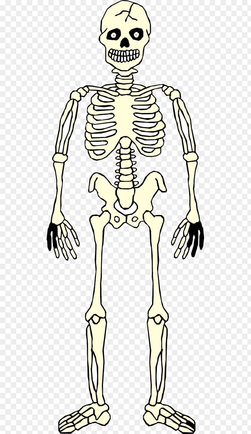 Human Skull Homo Sapiens Skeleton Hand Anatomy Body PNG