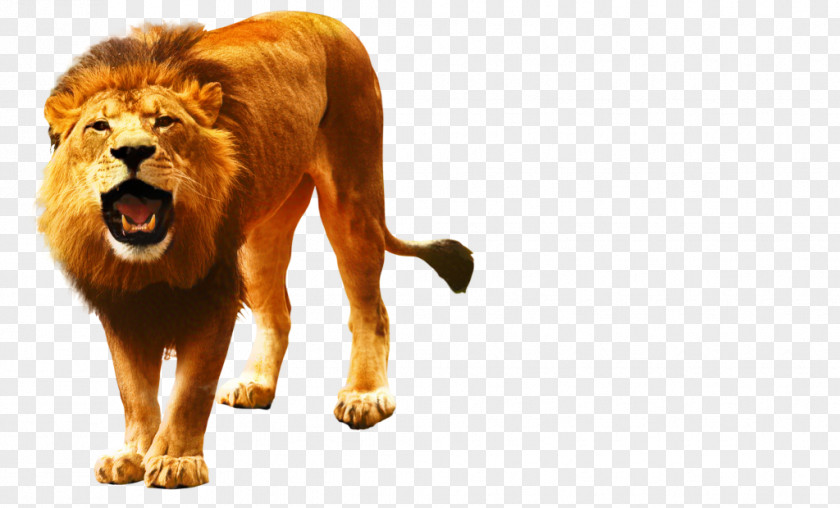 Lion Image Roar Vector Graphics PNG