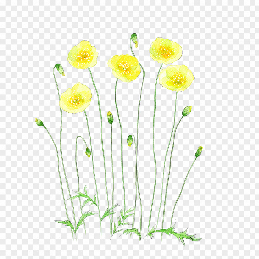 Yellow Watercolor Flowers Flower Painting Illustration PNG