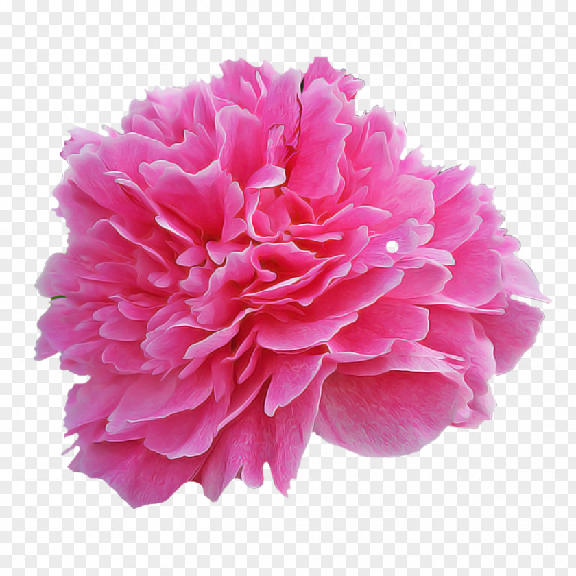 Pink Flower Petal Common Peony Plant PNG