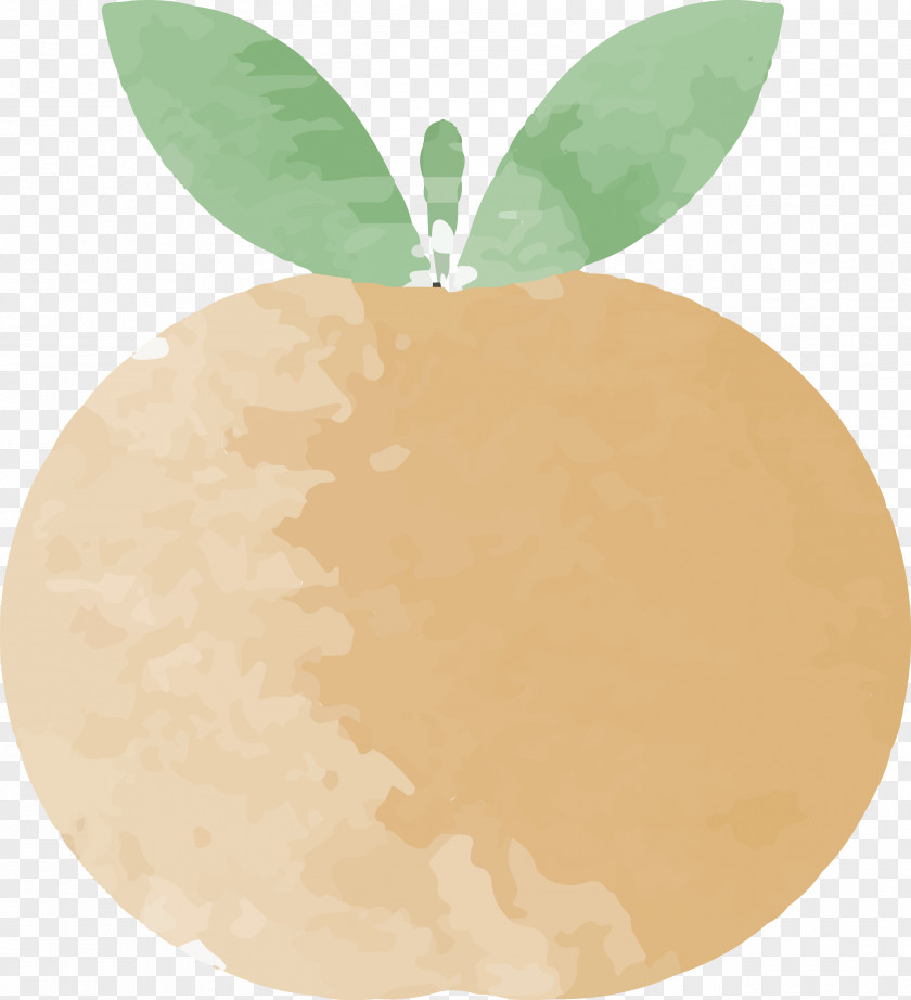 Watercolor Grapefruit Painting PNG