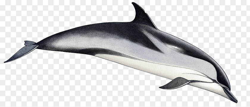 Dolphin Common Bottlenose Short-beaked Striped Tucuxi Rough-toothed PNG