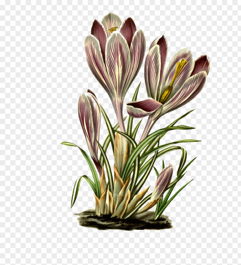 Floral Design PNG