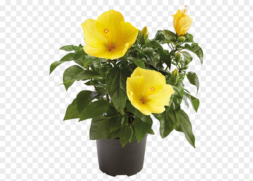 Violet Rosemallows Flowerpot Rose Family Annual Plant PNG