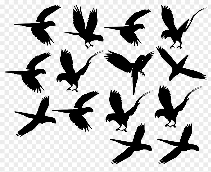 Beak Bird Migration Feather Clip Art PNG
