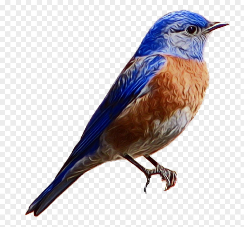 Bird Eastern Bluebird Beak Songbird PNG