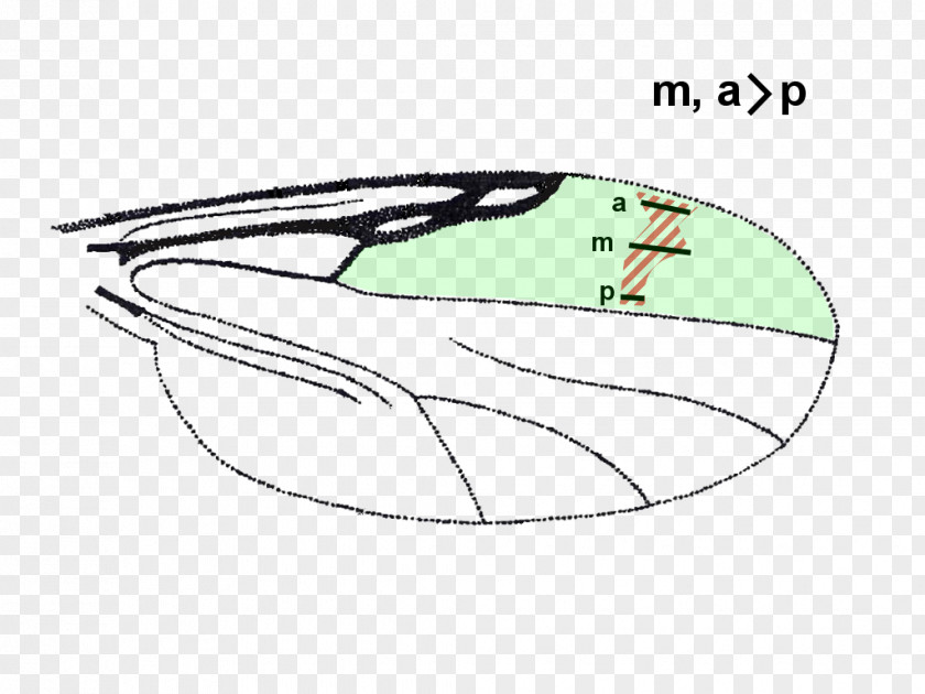 Catalogue Of Palaearctic Diptera Mammal Eye PNG