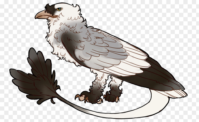 Eagle Fauna Hawk Beak PNG