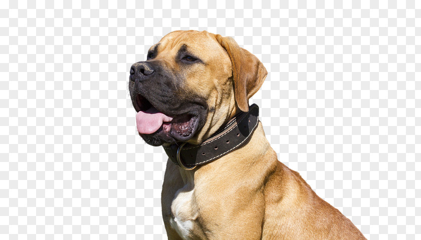English Mastiff Snout Dog Boerboel Tosa PNG